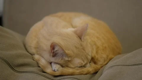 Cute ginger tabby cat sleeping curled up in a ball on cozy sofa pillow Vídeo Stock 337290011