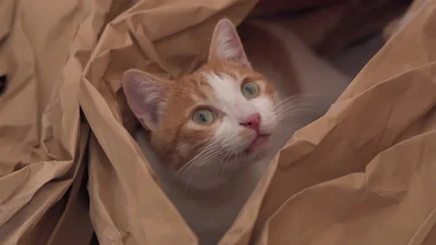 Cute ginger tabby cat with yellow eyes hidden between papers. Stock Footage 140247734