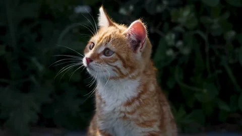 Cute Ginger Tabby Kitten Looking Away - 4K Video Stock Footage 340473450