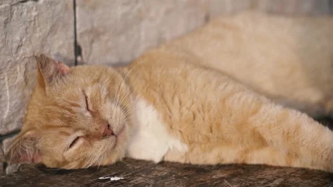 Cute ginger tom cat sleeping peacefully Stock Footage 270433208