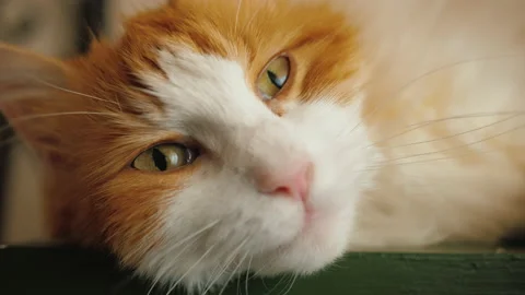 Cute Ginger-White Cat Muzzle Lying Peacefully, looking at camera and squinting Video stock 219497646