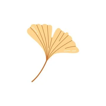 Cute Ginkgo Leaf Hand Drawn Botanical Illustration Isolated on White Background Stock Illustration
