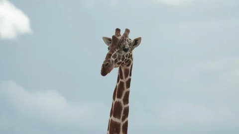 Cute Giraffe Against Cloudy Sky At Safari Park - Nairobi, Kenya Video stock 206340399