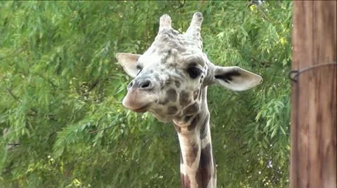 Cute Giraffe Chewing Cud Stock Footage 12044806