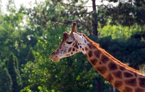 Cute giraffe close up Stock Photos