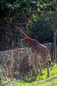 Cute giraffe close up Stock Photos