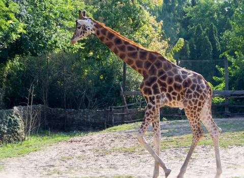 Cute giraffe close up Stock Photos
