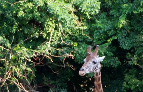 Cute giraffe close up Stock Photos