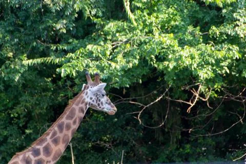 Cute giraffe close up Stock Photos