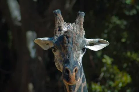 Cute Giraffe looks at Camera Stock Photos