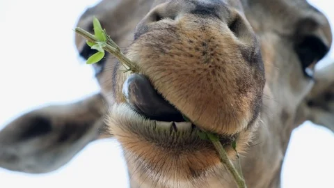 Cute Giraffe making sceptical faces while chewing food. The concept of animals Stock Footage 113178026