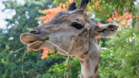 Cute Giraffe making sceptical faces while chewing food. The concept of animals Stock Footage 113181271