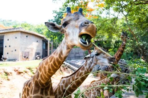 Cute Giraffe making sceptical faces while chewing food. The concept of animals Foto stock