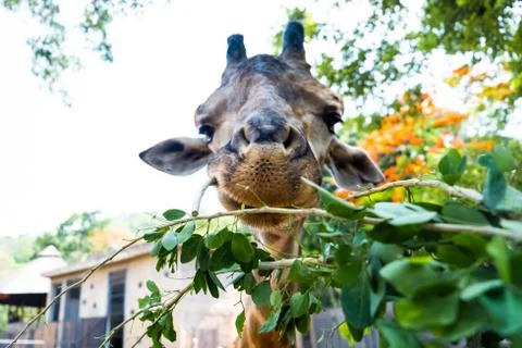 Cute Giraffe making sceptical faces while chewing food. The concept of animals Stock Photos