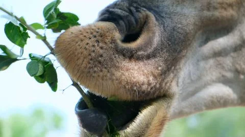 Cute Giraffe making sceptical faces while chewing food. The concept of animals Stock Photos