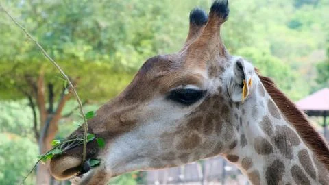 Cute Giraffe making sceptical faces while chewing food. The concept of animals Stock Photos