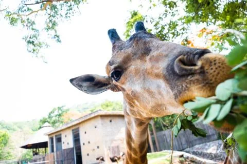 Cute Giraffe making sceptical faces while chewing food. The concept of animals Stock Photos