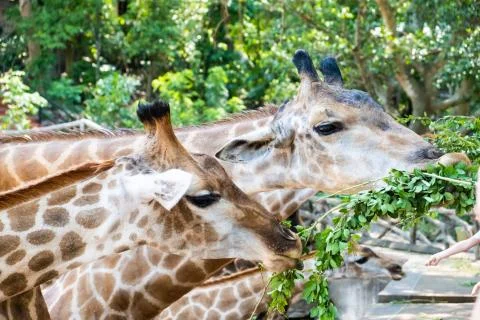 Cute Giraffe making sceptical faces while chewing food. The concept of animals Stock Photos