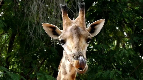 Cute giraffe in nature Stock Footage 90217997