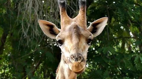 Cute giraffe in nature Stock Footage 90218062