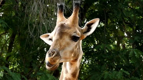 Cute giraffe in nature Stock Footage