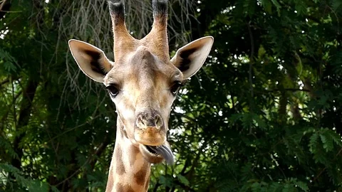 Cute giraffe in nature Stock Footage 90218529