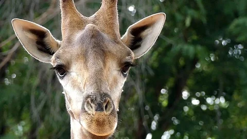 Cute giraffe in nature Stock Footage 90218607