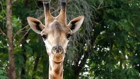Cute giraffe in nature Stock Footage 90218619