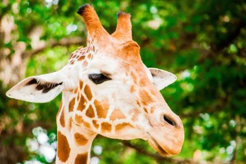 A cute giraffe Stock Photos