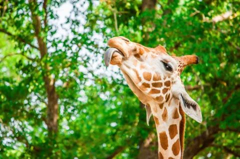 A cute giraffe Stock Photos