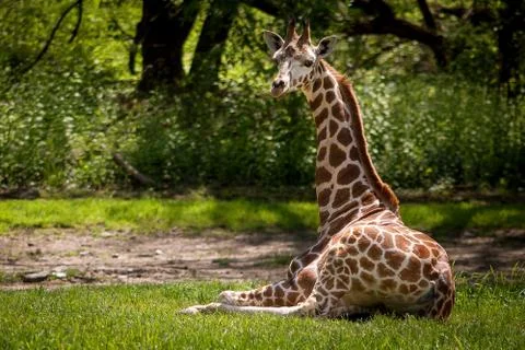 Cute giraffee Stock Photos
