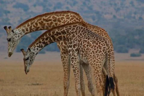 Cute Giraffes Looking At Ground Stock Photos