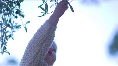 Cute girl plucking olives and collecting them in the basket Stock Footage