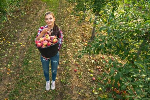 Cute girl in a red shirt in the garden holds apples in her hands, after Stock Photos