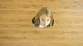 The cute girl stand and show thumb up 4k or 4k+ Resolution