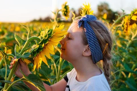 Cute girl in white t-shirt smelling sunflower in the field on the sunset.Chil Stock Photos
