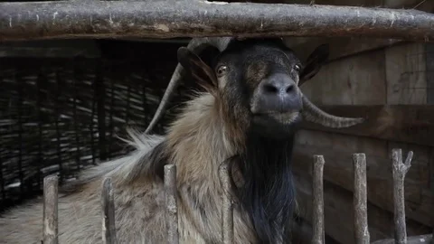 Cute Goat in the cage Stock Footage 76660850
