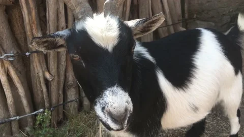 Cute Goat Up Close Video stock 171437446