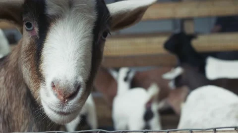 Cute goat comes up close to camera at a petting zoo Stock Footage 138663172