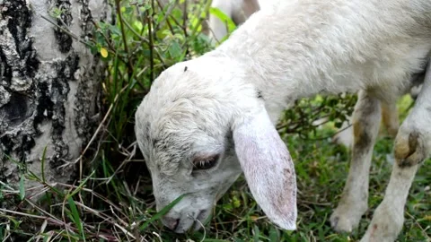Cute goat eating Video stock 236806515