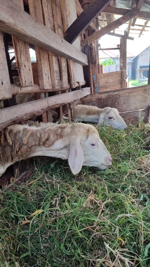 Cute Goat Eating Grass in Simple Cage Stock Footage 334104287