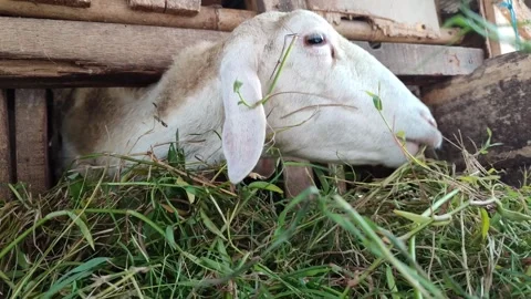 Cute Goat Eating Grass in Simple Cage Stock Footage 334104389