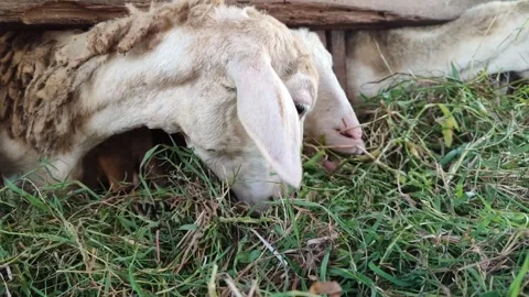 Cute Goat Eating Grass in Simple Cage Stock Footage 334104524