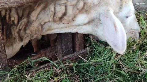 Cute Goat Eating Grass in Simple Cage Stock Footage 334104631