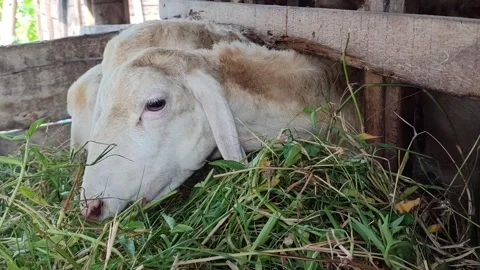 Cute Goat Eating Grass in Simple Cage Stock Footage 334104832