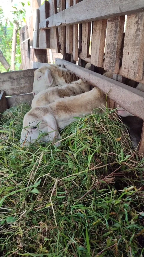 Cute Goat Eating Grass in Simple Cage Stock Footage 334104833