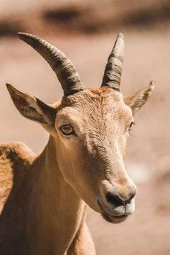 Cute goat face Stock Photos