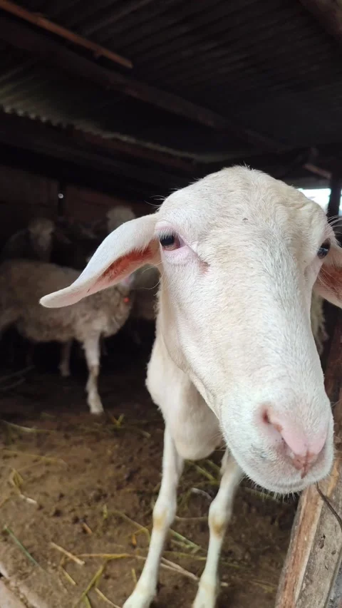 Cute Goat in Farm Cage Stock Footage 333551523