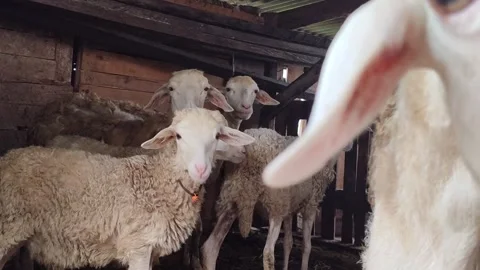Cute Goat in Farm Cage Stock Footage 333551526