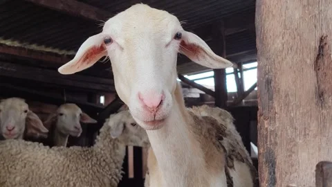 Cute Goat in Farm Cage Stock Footage 333551592
